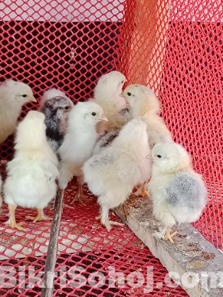 কলম্বিয়ান লাইট ব্রাহামা মুরগির বাচ্চা